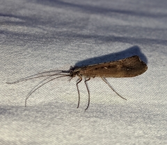 Glyphopsyche irrorata