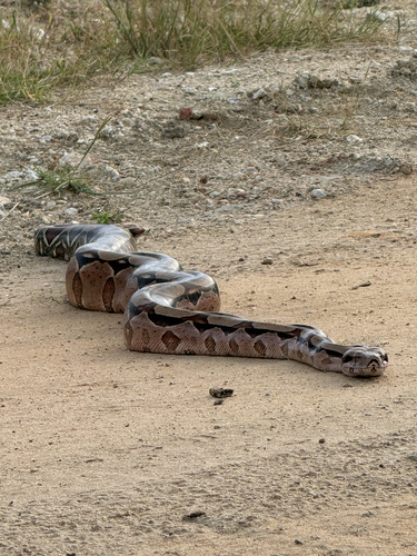 Boa Constrictor