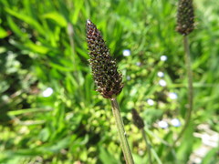Plantago lanceolata
