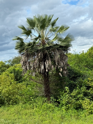 carnaúba palm