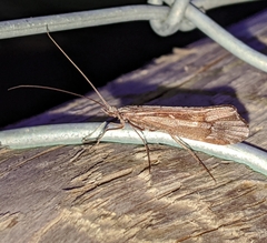 Glyphopsyche irrorata