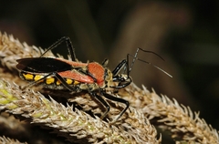 Rhynocoris segmentarius