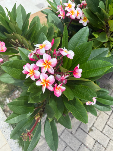 Mexican Plumeria