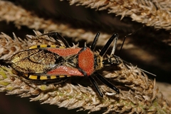Rhynocoris segmentarius