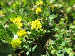 Trifolium dubium