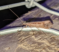 Glyphopsyche irrorata
