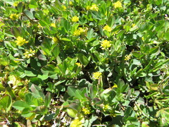 Trifolium dubium