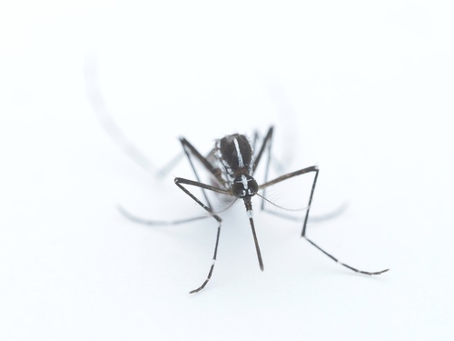 Asian Tiger Mosquito, photo 5 of 8