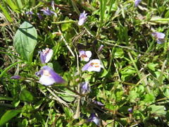 Mazus miquelii