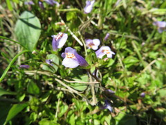 Mazus miquelii