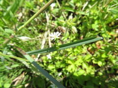 Stellaria alsine undulata