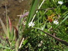 Stellaria alsine undulata