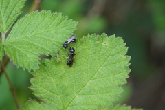 Ceratina cucurbitina