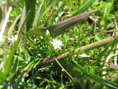 Stellaria alsine undulata
