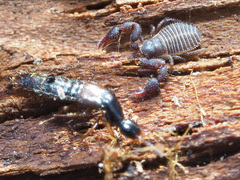 Gabrius splendidulus