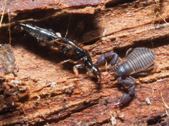 Gabrius splendidulus