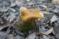 Austropaxillus muelleri