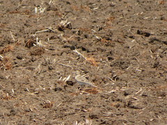 Alauda arvensis japonica
