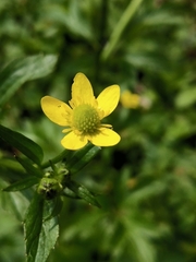 Ranunculus cantoniensis