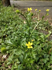 Ranunculus cantoniensis