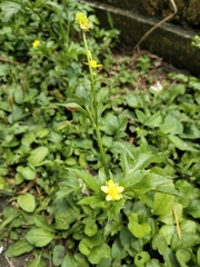 Ranunculus cantoniensis