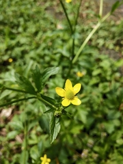 Ranunculus cantoniensis