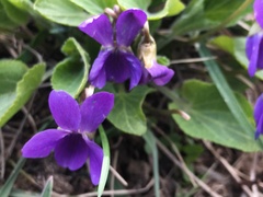 Viola ambigua