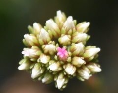 Crassula subulata subulata