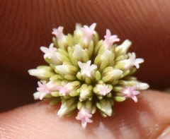 Crassula subulata subulata