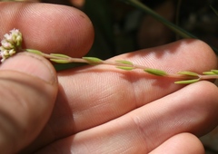 Crassula subulata subulata