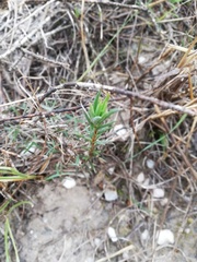 Crassula subulata subulata