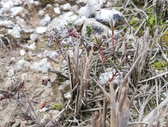 Crassula subulata subulata