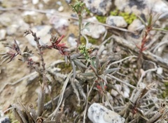 Crassula subulata subulata