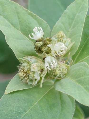 Croton argenteus observed 2026-06-08