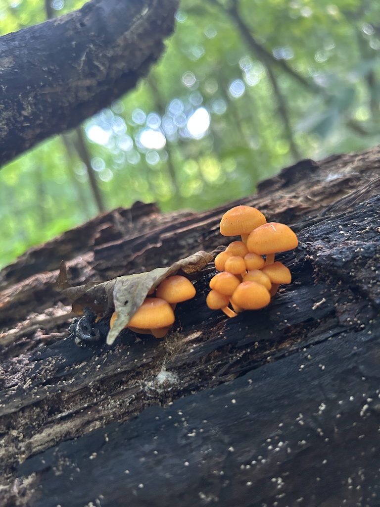 orange mycena · June 2026 · photo: Photo: no rights reserved · iNaturalist