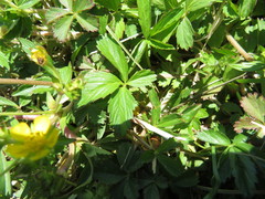 Potentilla kleiniana