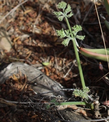 Pelargonium longicaule