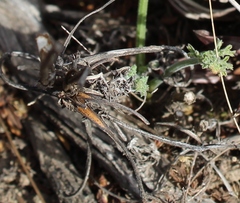 Pelargonium longicaule
