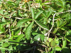 Potentilla kleiniana