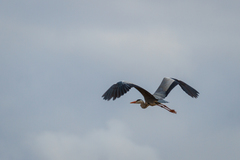 Ardea cinerea