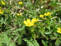 Potentilla kleiniana