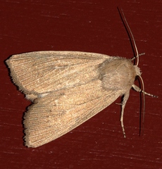 Mythimna congrua