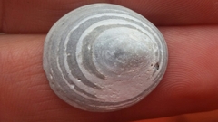 Lepeta concentrica