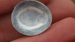 Lepeta concentrica