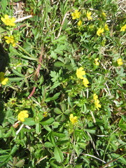 Potentilla kleiniana