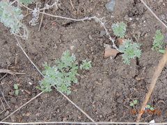 Artemisia austriaca