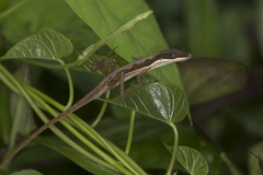 Anolis semilineatus