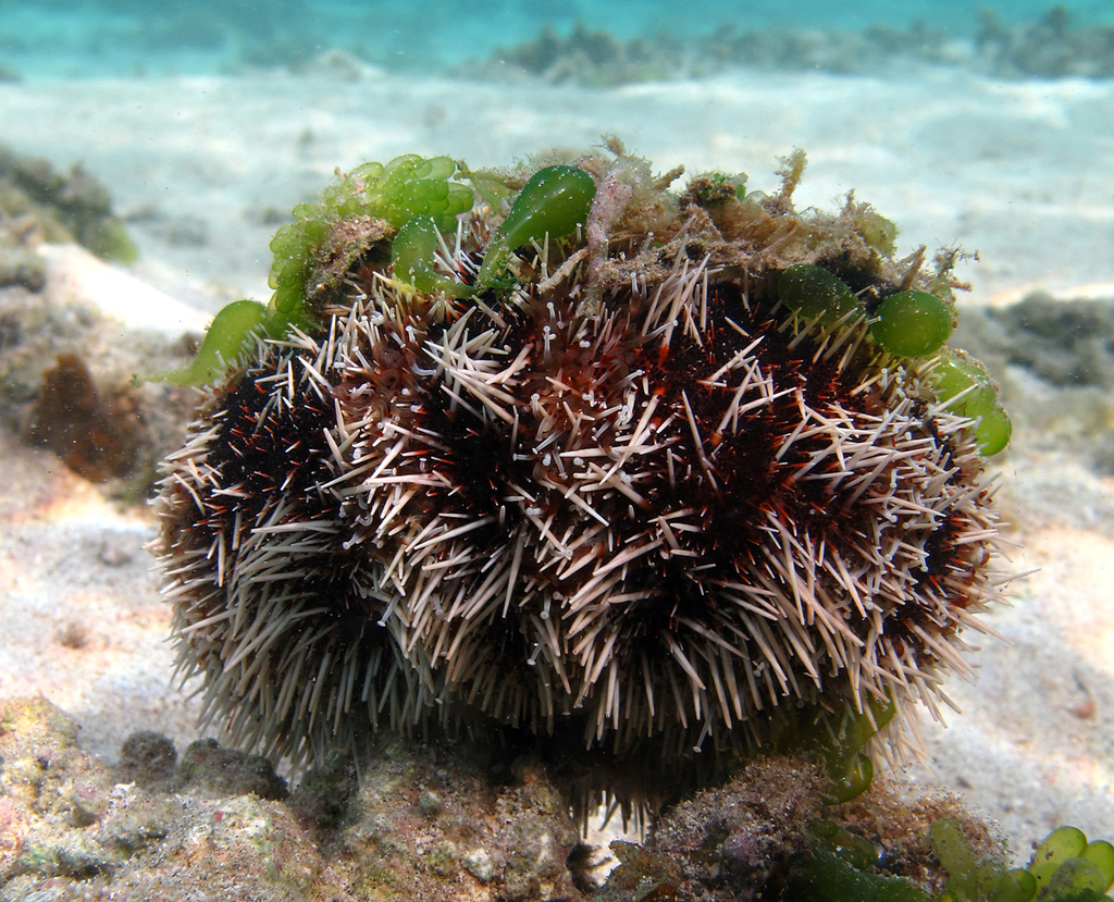 Bischofsmützenseeigel