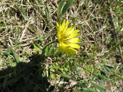 Ixeris japonica