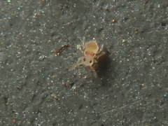 Deuterosminthurus bicinctus